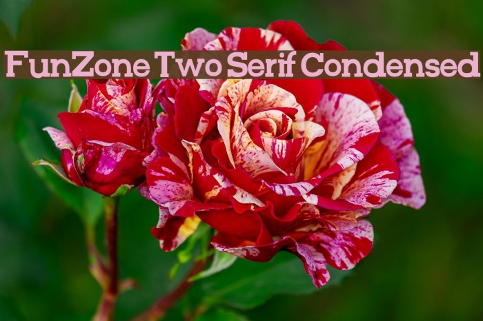 FunZone Two Serif Condensed Font examples