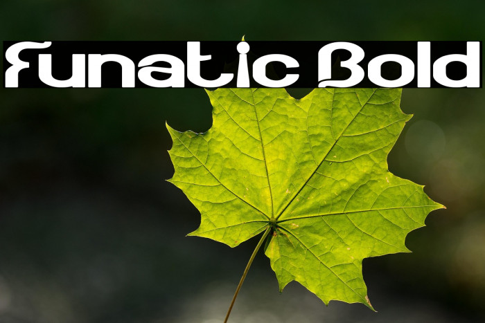 Funatic Bold Example 2