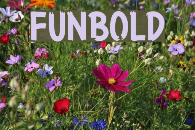 Funbold Example 2