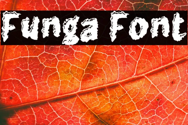 Funga Example 2