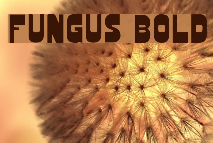 Fungus Bold Font examples