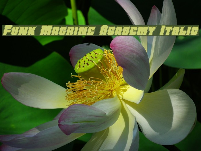 Funk Machine Academy Italic Font examples