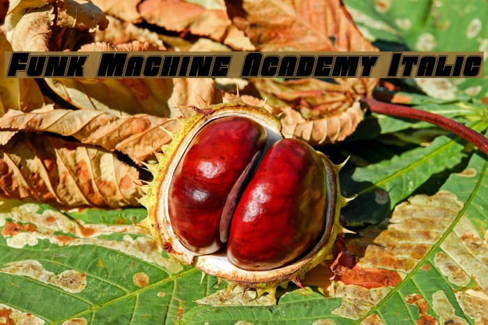 Funk Machine Academy Italic Font examples