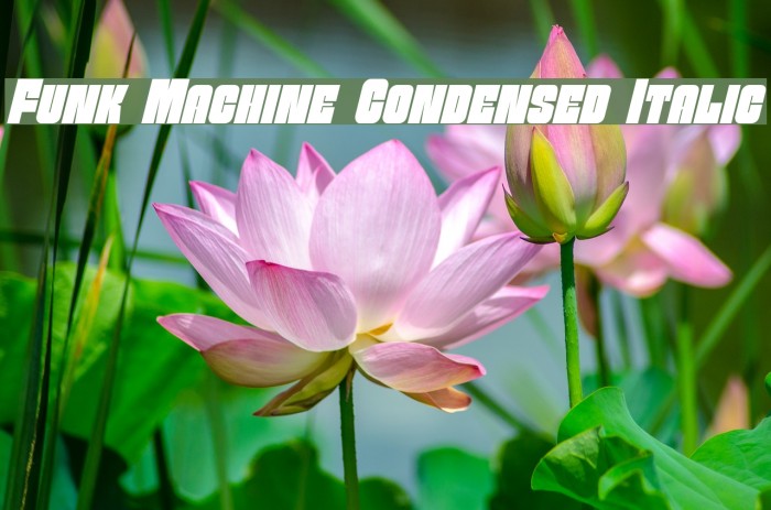 Funk Machine Condensed Italic フォント examples