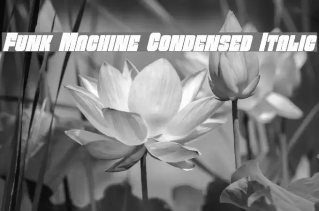 Funk Machine Condensed Italic フォント examples