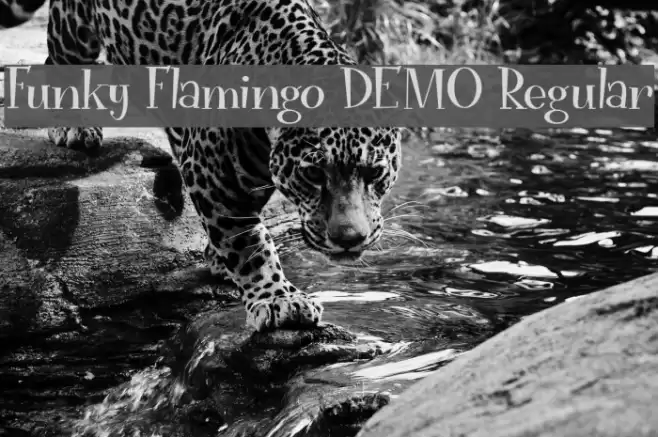 Funky Flamingo DEMO Regular Font examples
