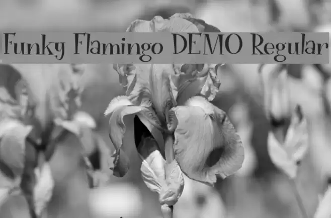Funky Flamingo DEMO Regular Font examples