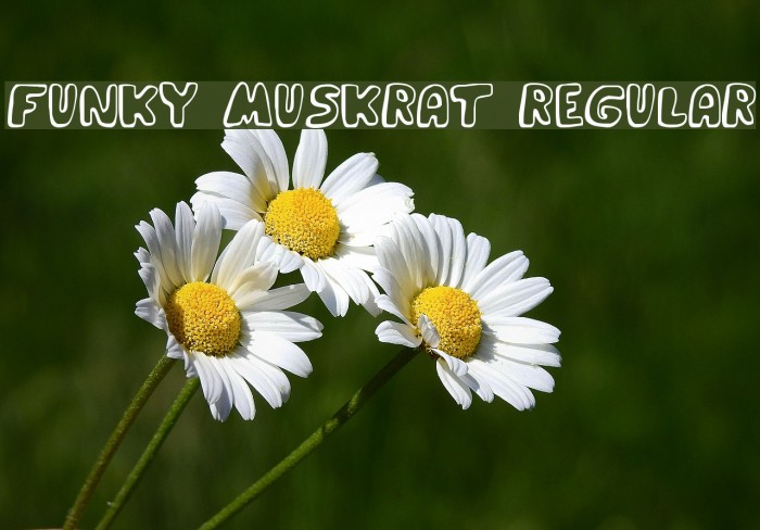 Funky Muskrat Regular Font examples