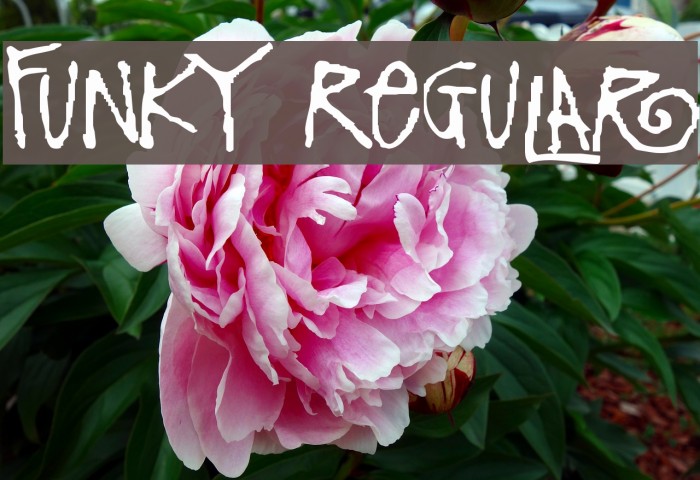 Funky Regular Font examples