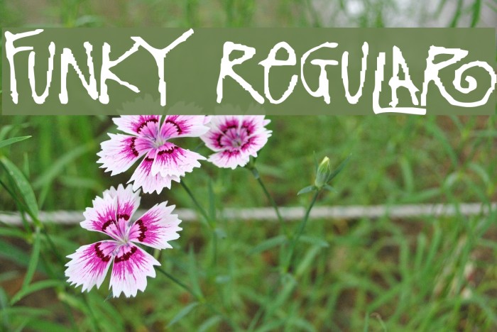 Funky Regular Font examples