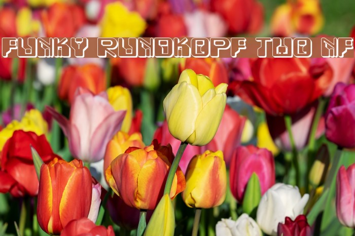 Funky Rundkopf Two NF フォント examples
