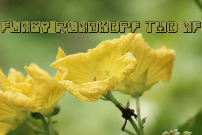 Funky Rundkopf Two NF フォント examples