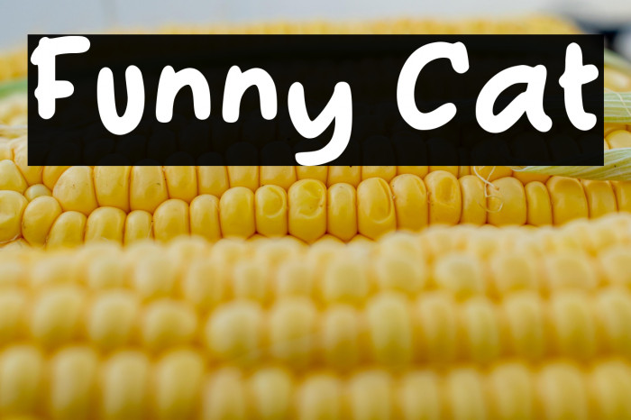 Funny Cat Example 2