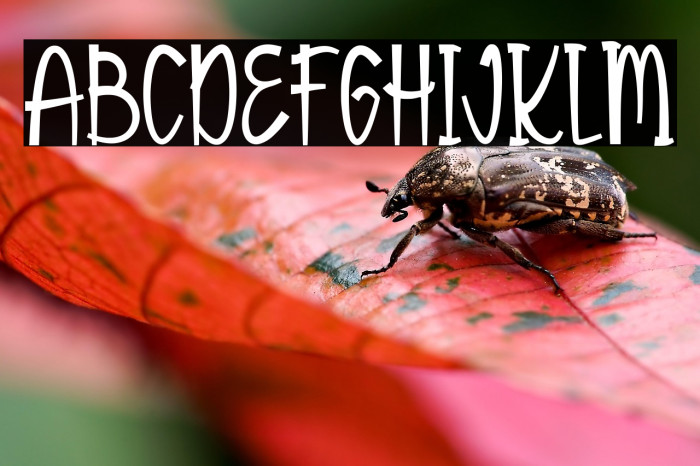 Funny Rabbit Example 3