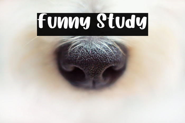 Funny Study Example 2