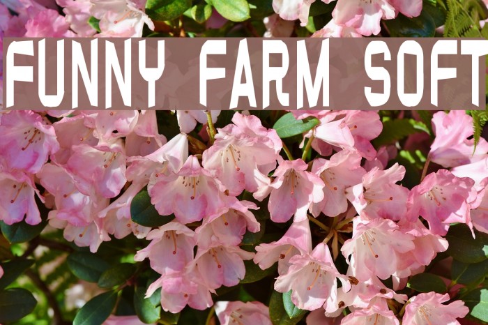 Funny farm soft Font examples