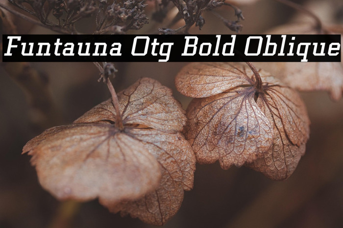 Funtauna Otg Bold Oblique Example 1