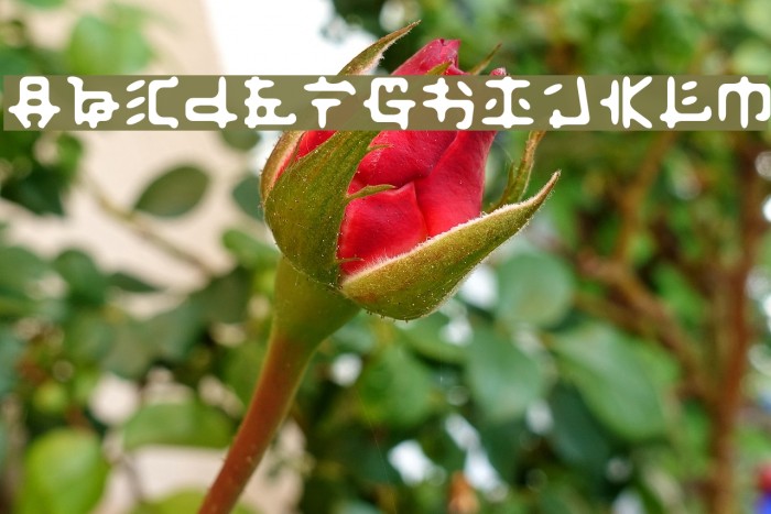 Fusaka Font examples