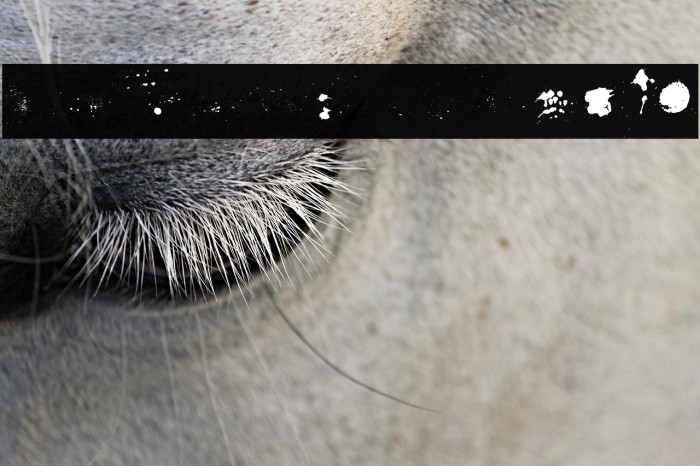 FusterdBonus-Regular Example 2