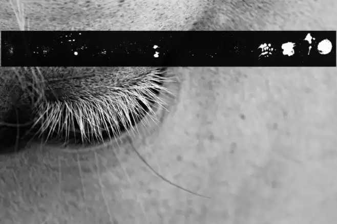 FusterdBonus-Regular Font examples