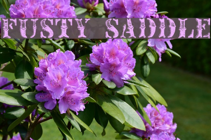 Fusty Saddle Font examples