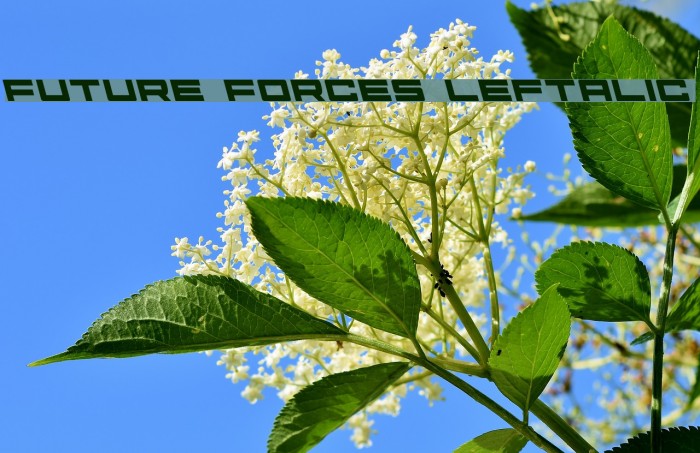 Future Forces Leftalic examples