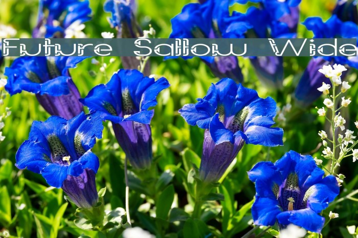 Future Sallow Wide Font examples