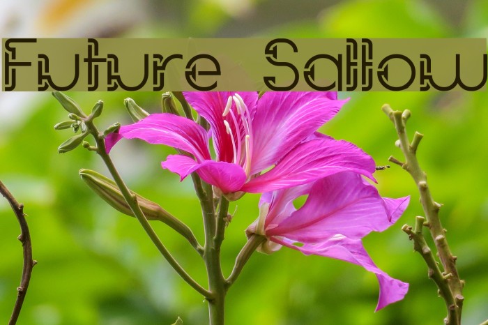 Future Sallow Font examples