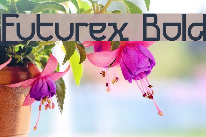 Futurex Bold Font examples