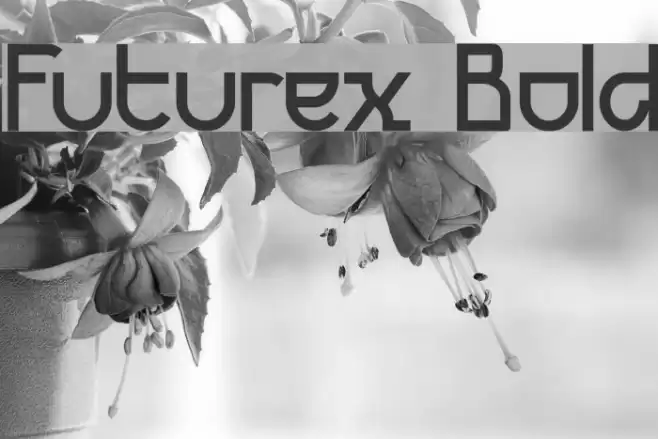 Futurex Bold Шрифта examples