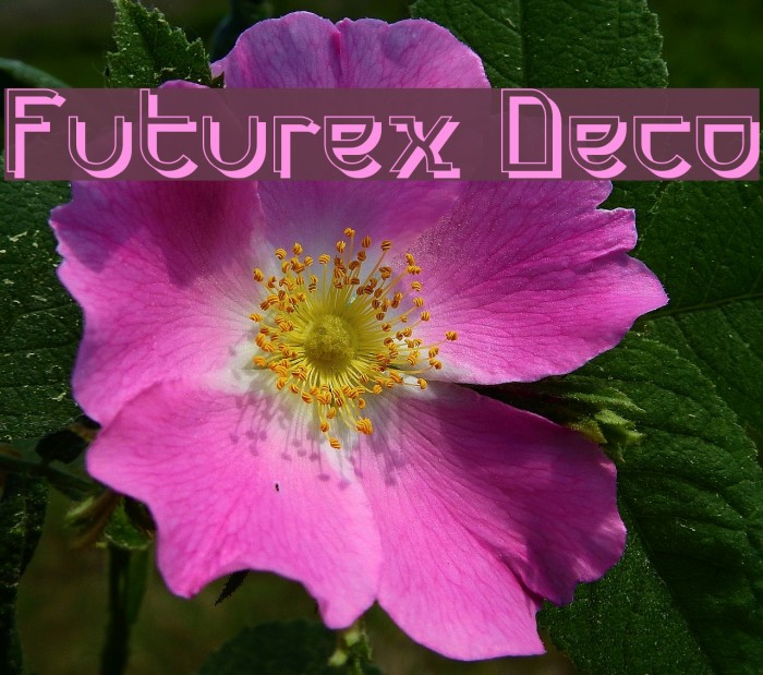 Futurex Deco Font examples