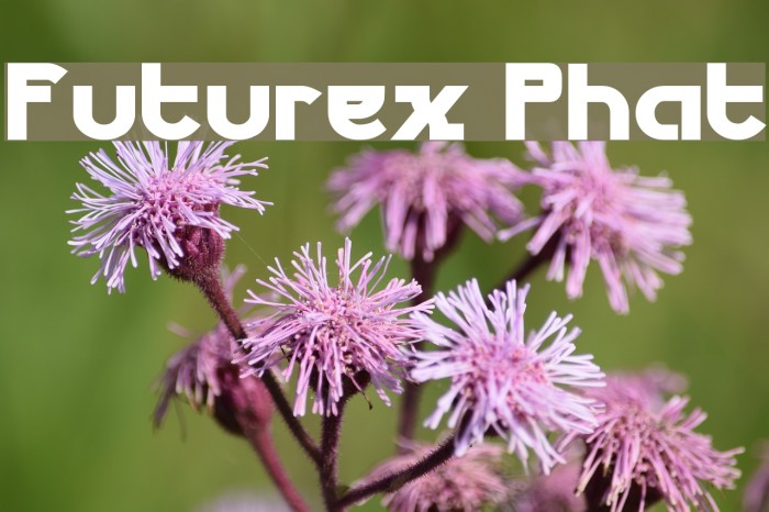Futurex Phat Font examples