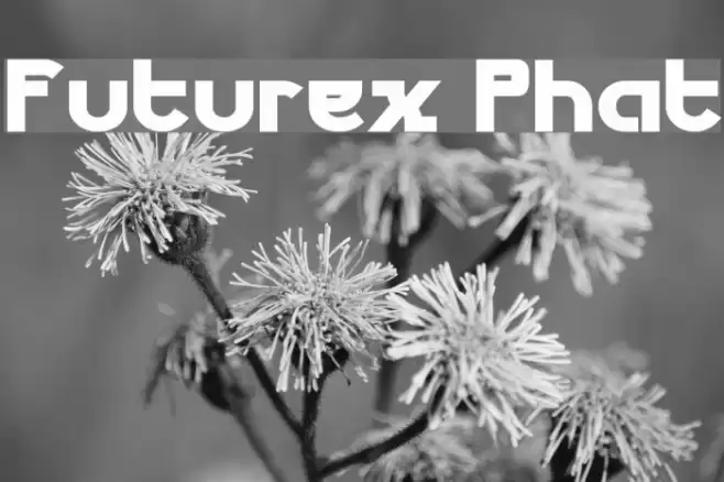 Futurex Phat Шрифта examples