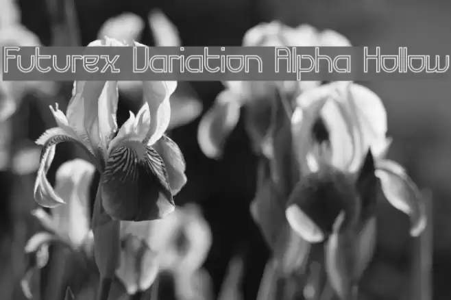 Futurex Variation Alpha Hollow Шрифта examples