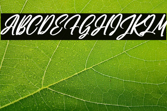 Futuristica Signature Italic Example 3