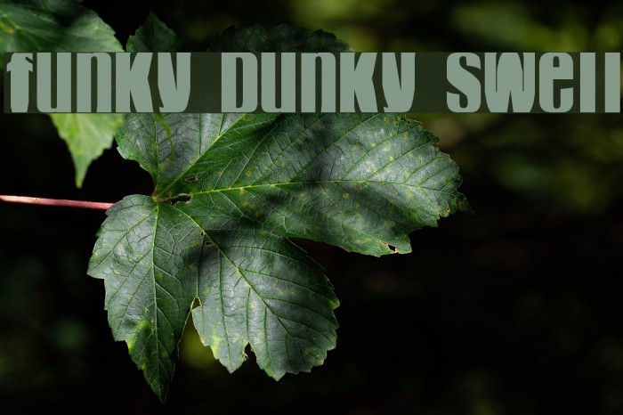 funky dunky swell Font examples