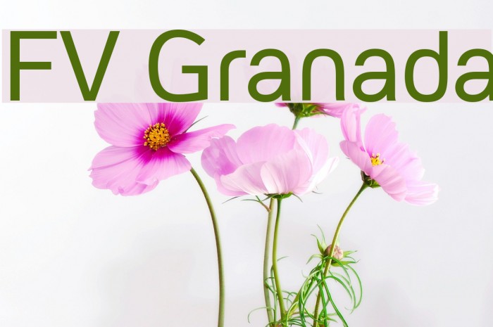 FV Granada Font examples
