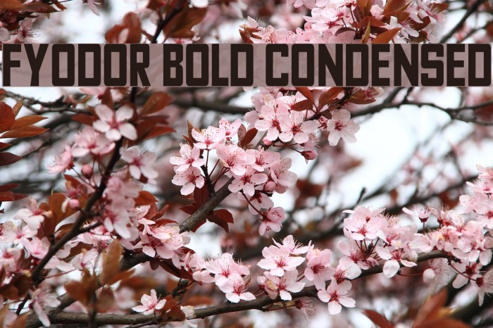 Fyodor Bold Condensed Font examples