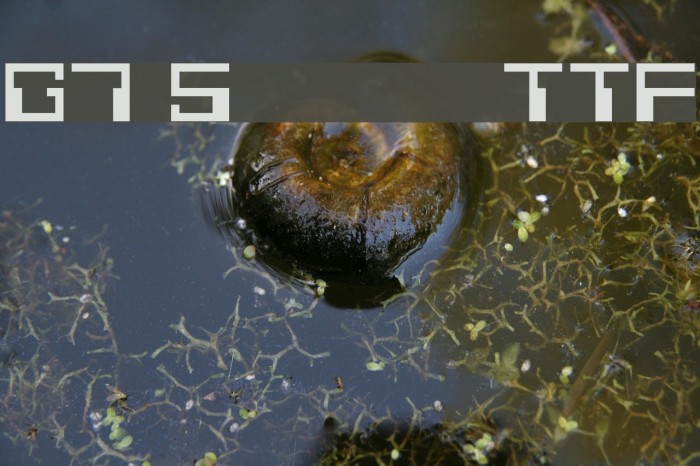 G7 Silkworm TTF Font examples