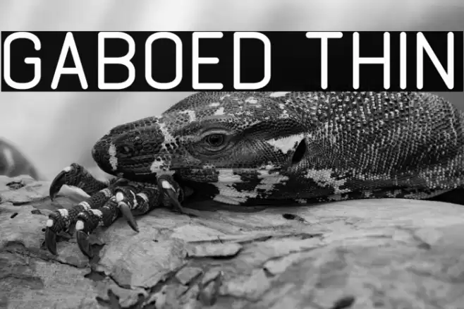 GABOED thin Font examples