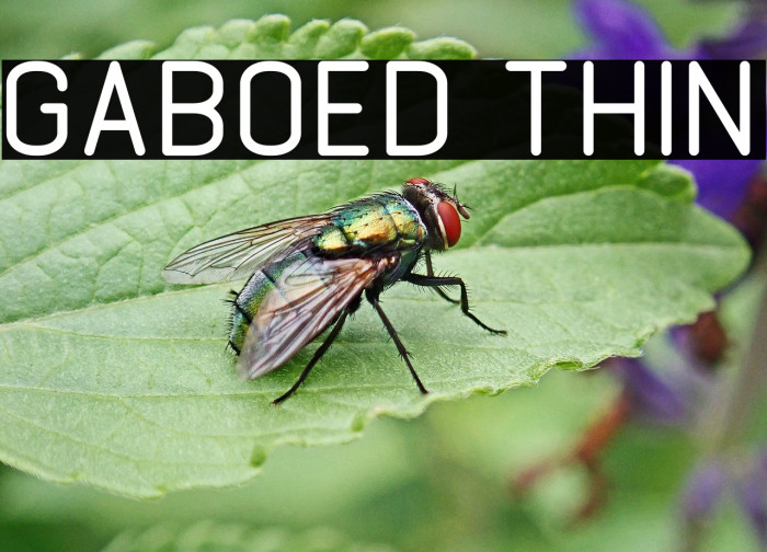 GABOED thin Example 3