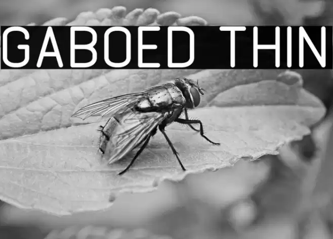 GABOED thin Font examples