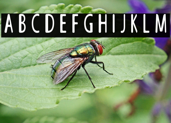 GALILEO FIXED ZOOM Example 1