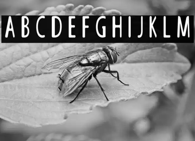 GALILEO FIXED ZOOM Font examples