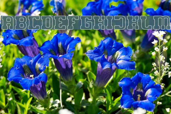 GAME ROBOT-Hollow Example 3