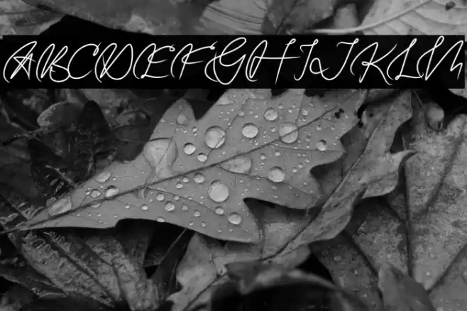 GATUSSO DEMO Font examples