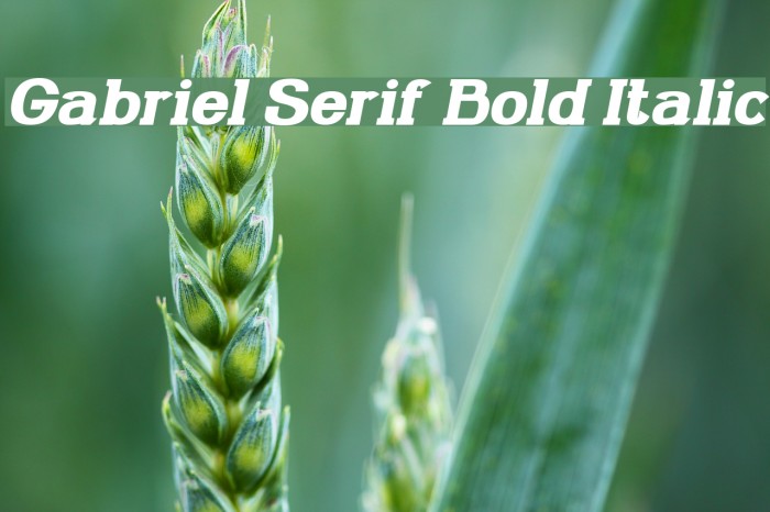 Gabriel Serif Bold Italic Example 1