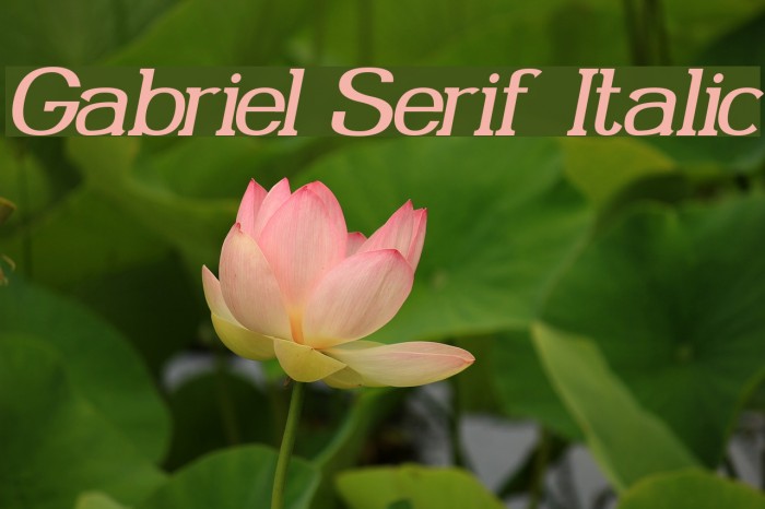 Gabriel Serif Italic Font examples