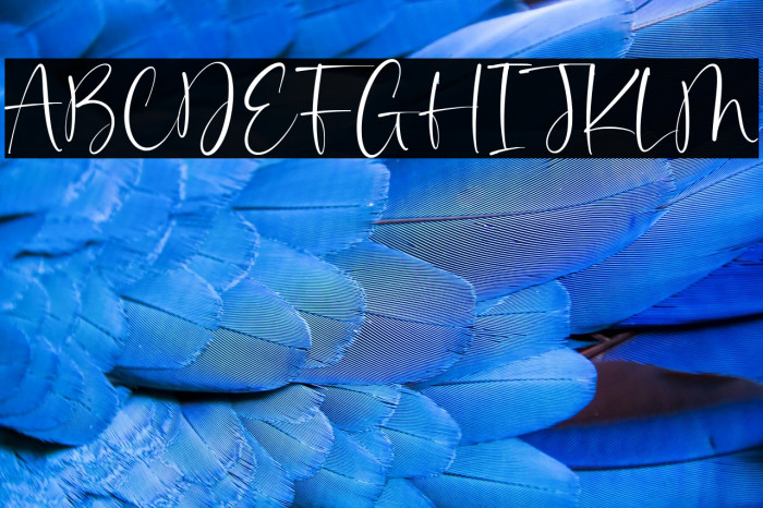 Gabriela Couture Example 1