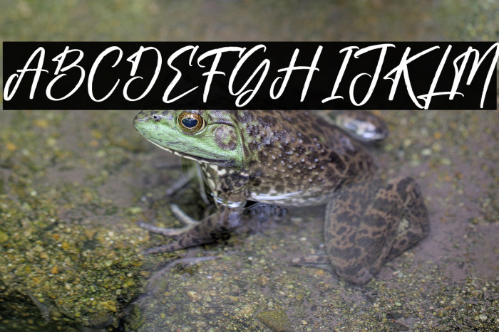 Gabriela Ragile Example 2